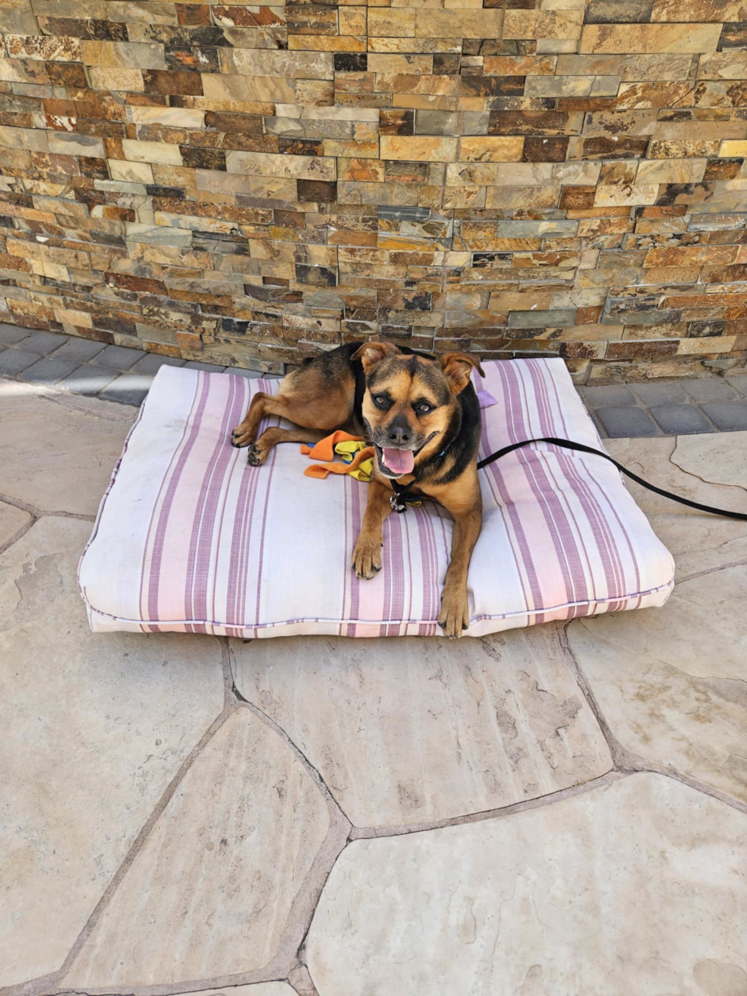 Baby Girl, an adoptable Rottweiler in Phoenix, AZ, 85017 | Photo Image 2