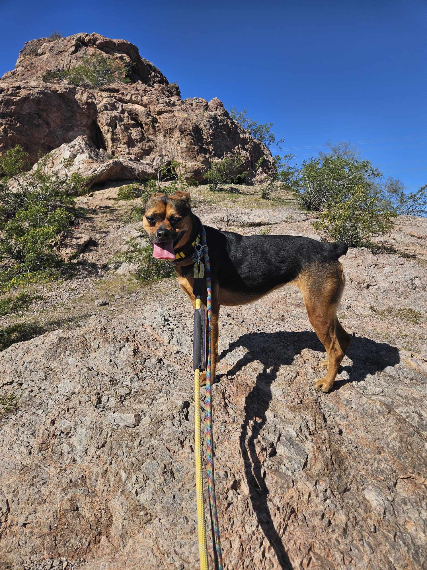 Baby Girl, an adoptable Mixed Breed in Phoenix, AZ, 85017 | Photo Image 2