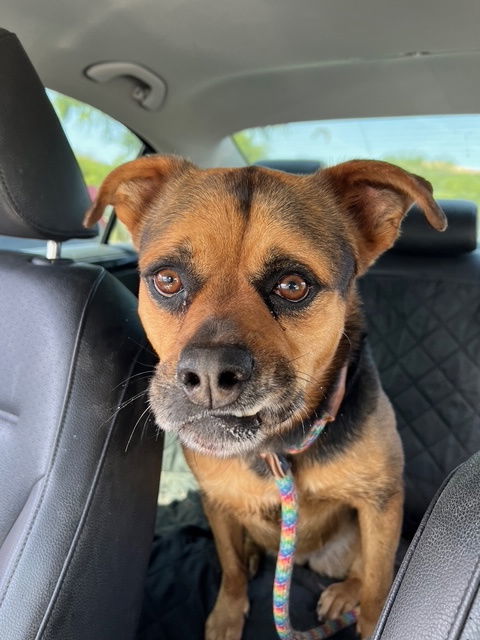 Baby Girl, an adoptable Rottweiler in Phoenix, AZ, 85017 | Photo Image 2