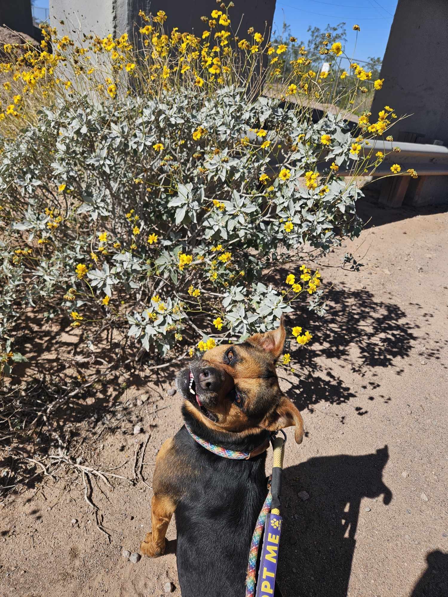 Baby Girl, an adoptable Rottweiler in Phoenix, AZ, 85017 | Photo Image 3