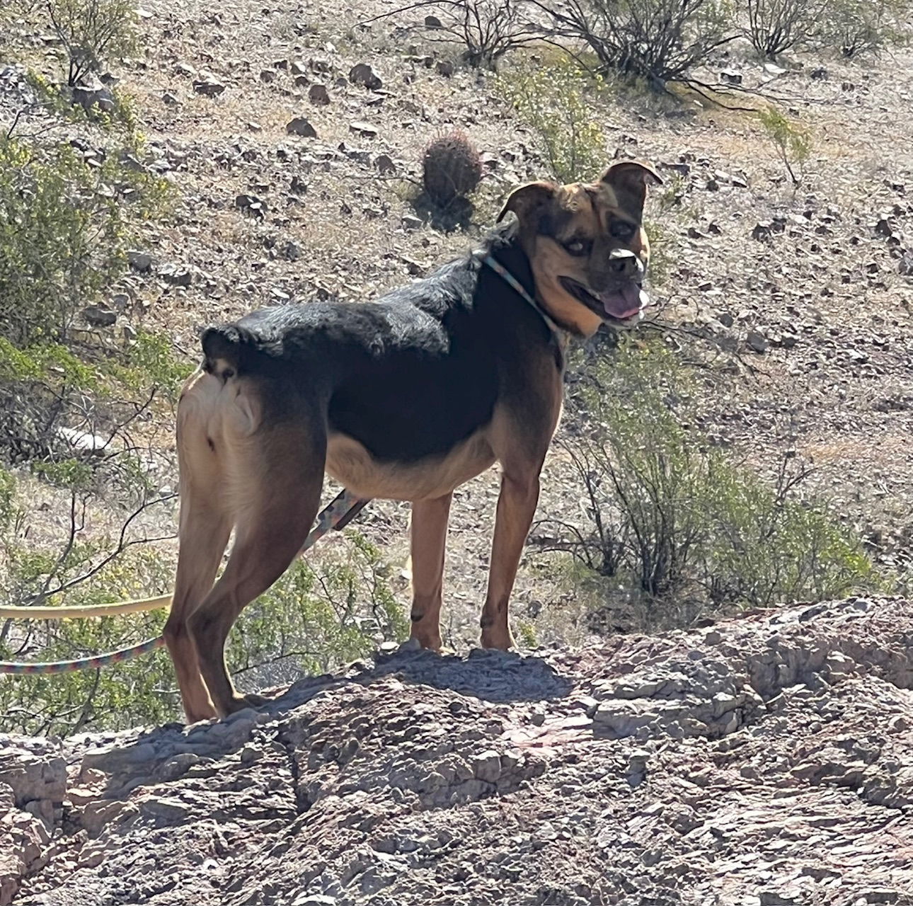 Baby Girl, an adoptable Rottweiler in Phoenix, AZ, 85017 | Photo Image 3