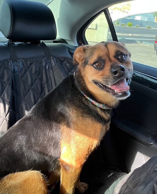 Baby Girl, an adoptable Rottweiler in Phoenix, AZ, 85017 | Photo Image 3