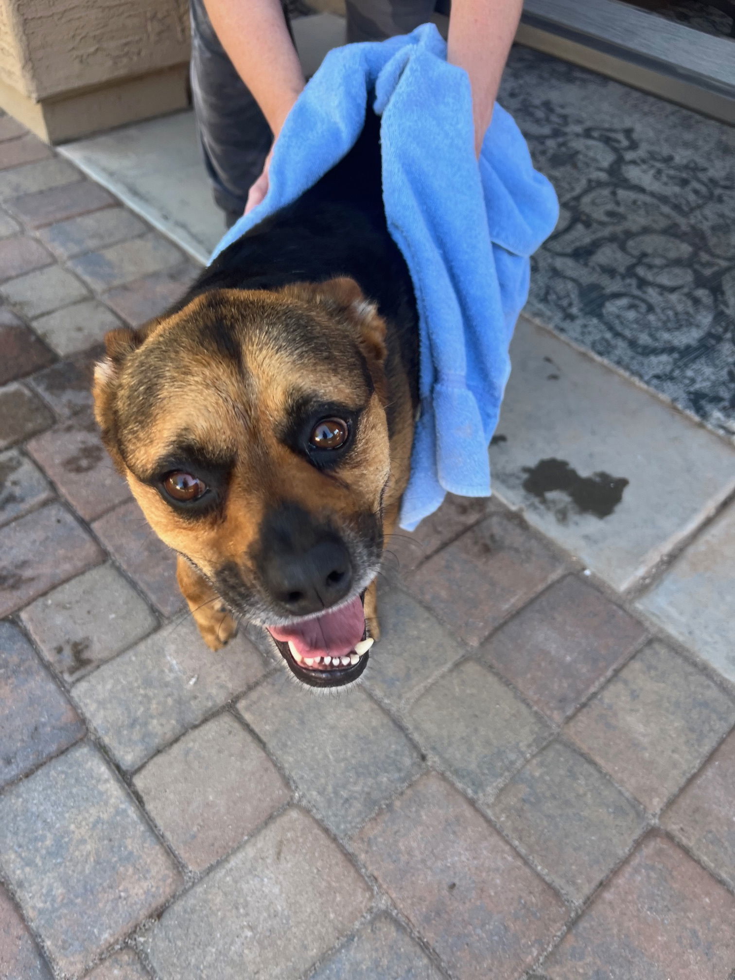 Baby Girl, an adoptable Pug, Rottweiler in Phoenix, AZ, 85017 | Photo Image 3