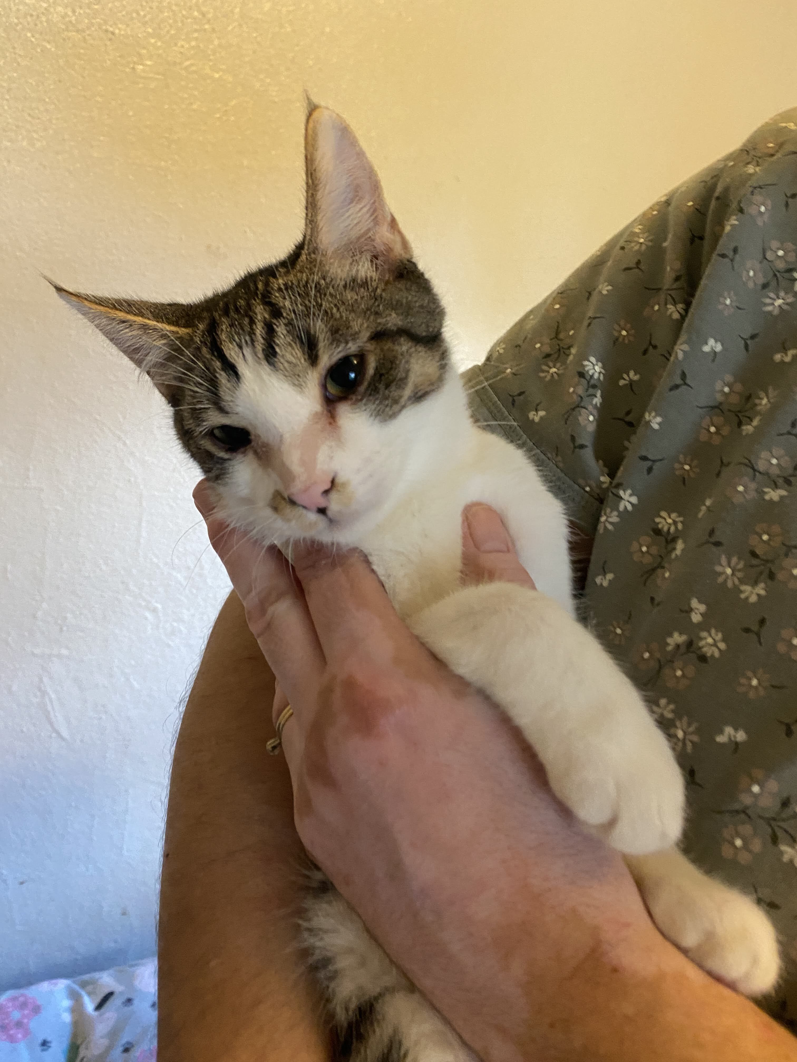 Merrick, an adoptable Tabby in Richland, MI, 49083 | Photo Image 3