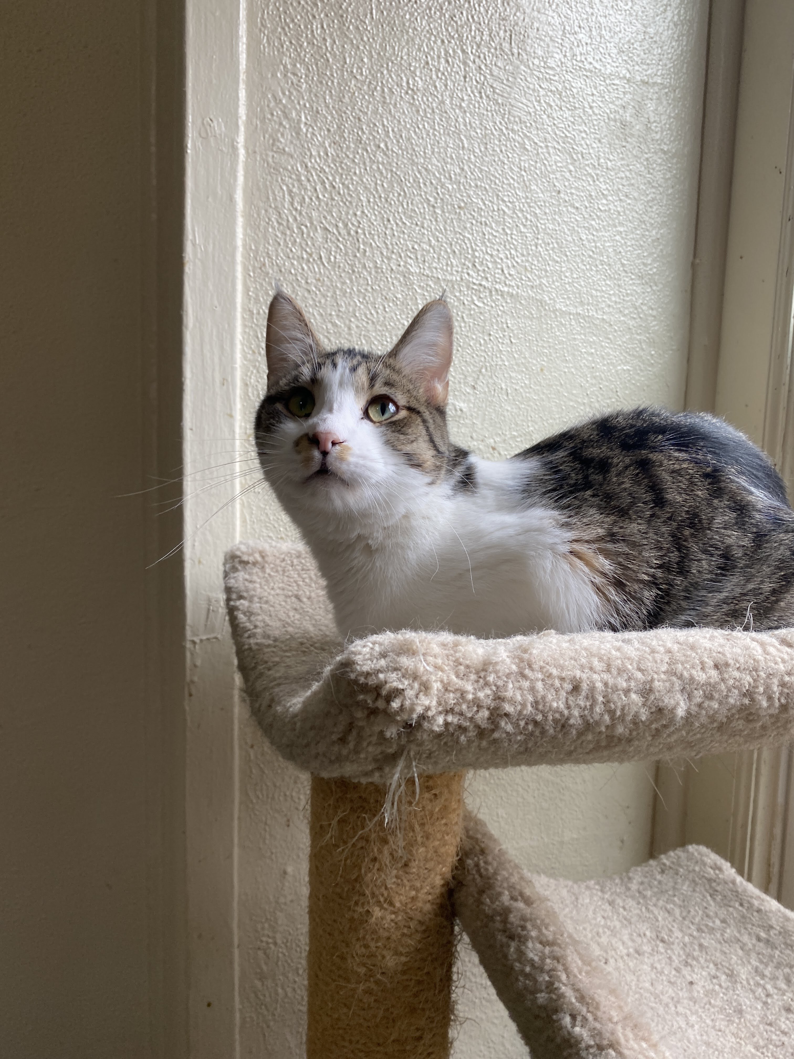 Merrick, an adoptable Tabby in Richland, MI, 49083 | Photo Image 1