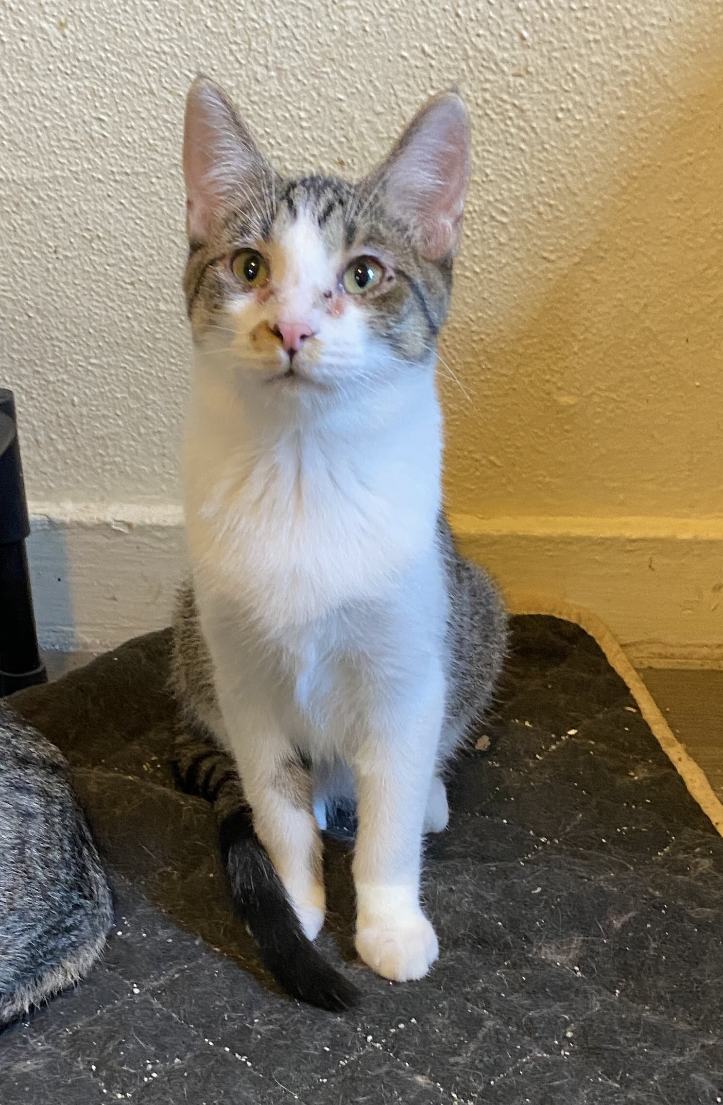 Merrick, an adoptable Tabby in Richland, MI, 49083 | Photo Image 4