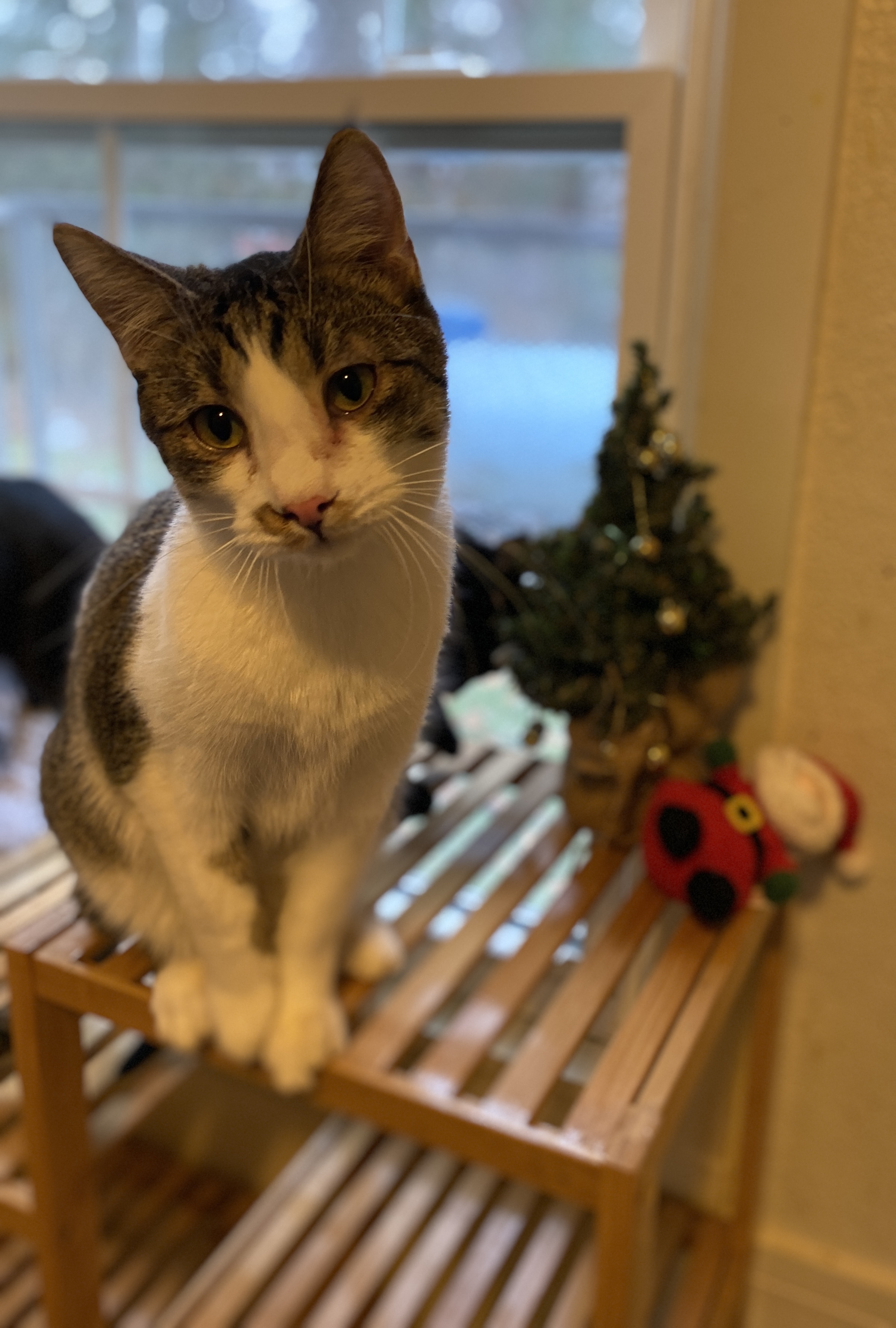 Merrick, an adoptable Tabby in Richland, MI, 49083 | Photo Image 5