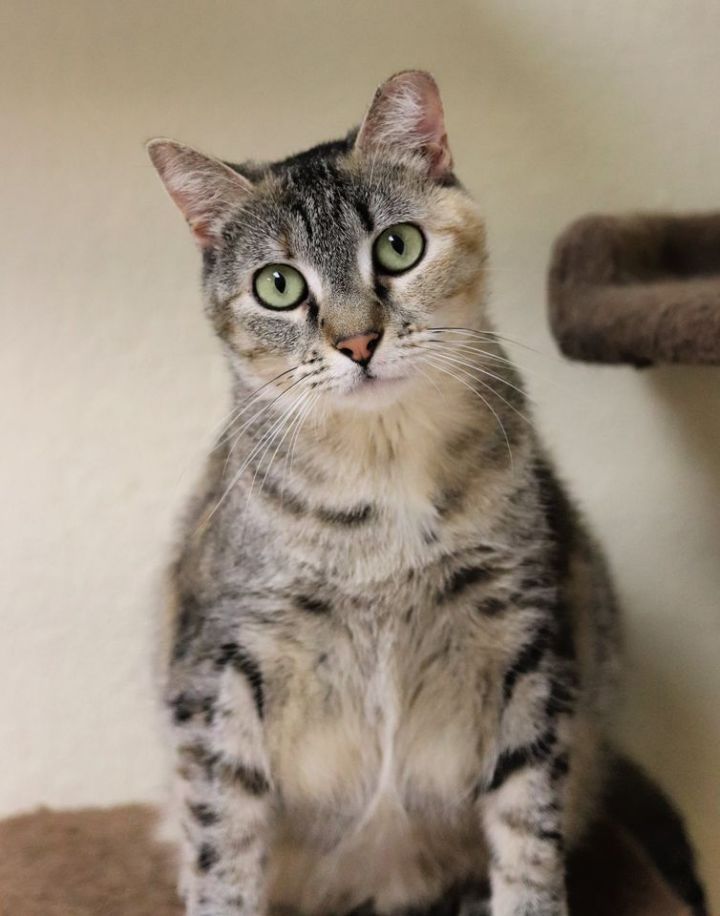 Olive, an adoptable Tiger & Domestic Medium Hair Mix in Rushville, IL_image-1