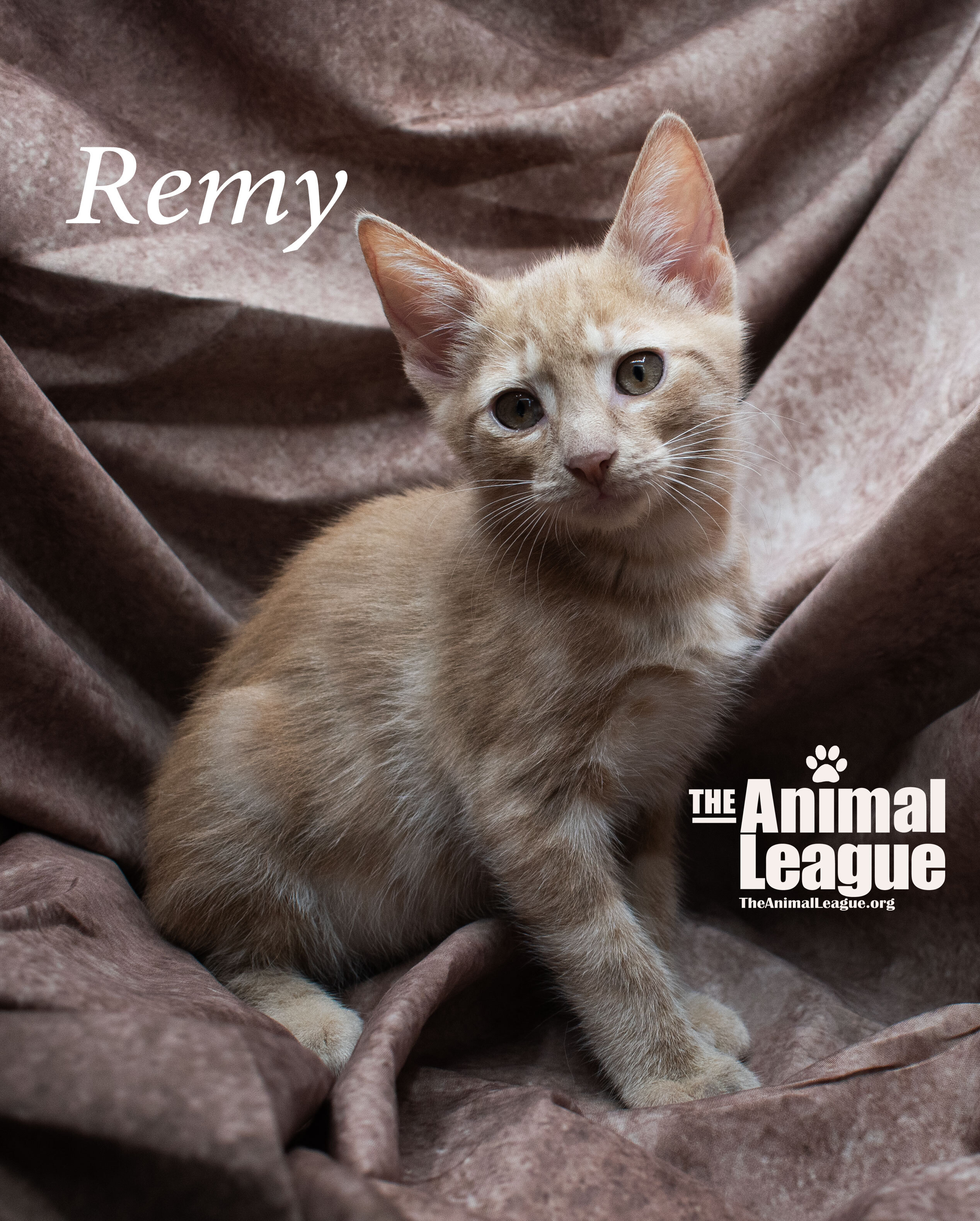 Remy detail page