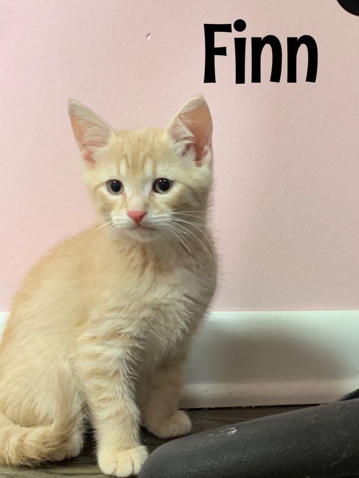 Finn (Gracie kittens) 3