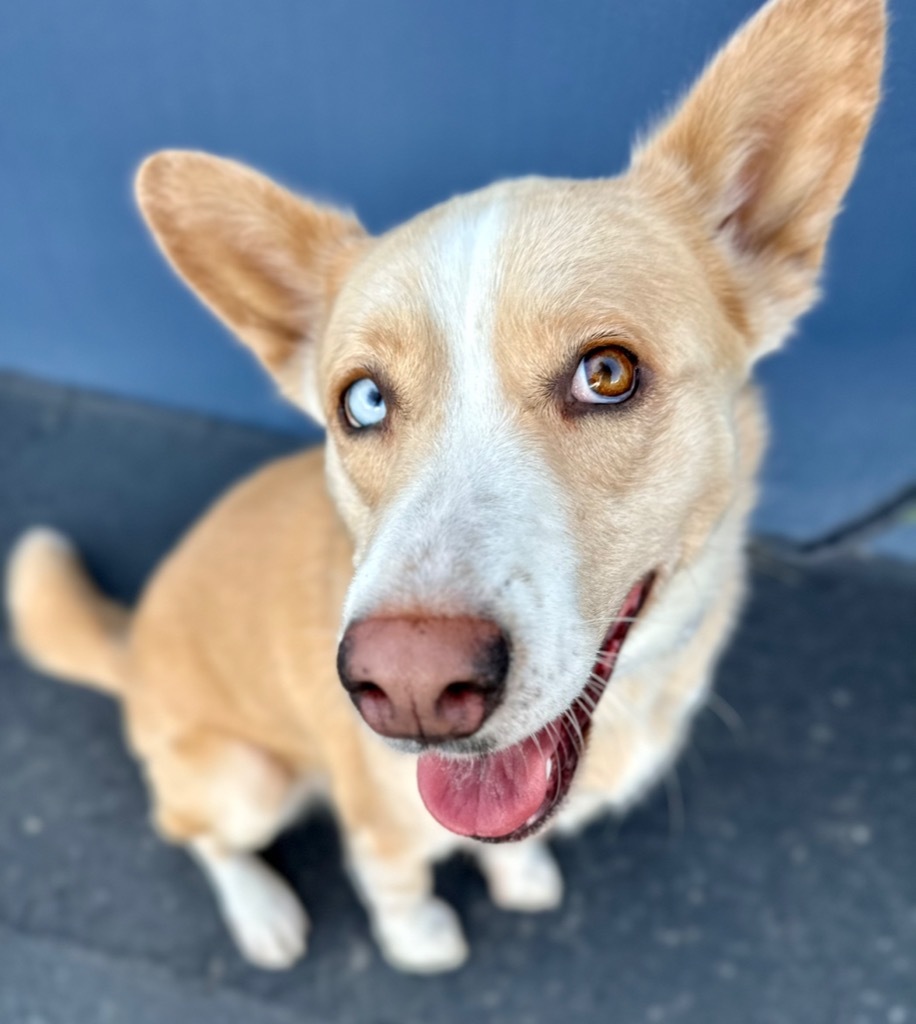 Jessie - Foster or Adopt Me!, an adoptable Husky, Shepherd in Anaheim, CA, 92801 | Photo Image 1