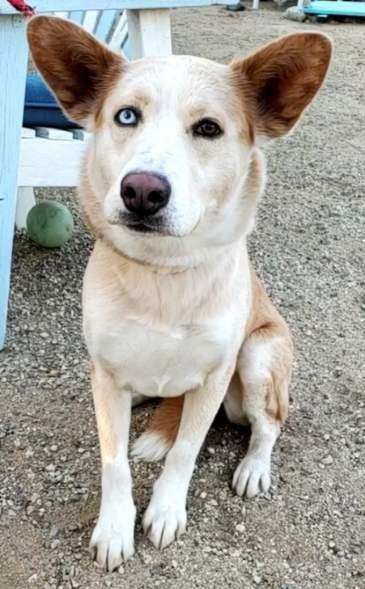 Jessie - Foster or Adopt Me!, an adoptable Husky, Shepherd in Anaheim, CA, 92801 | Photo Image 2