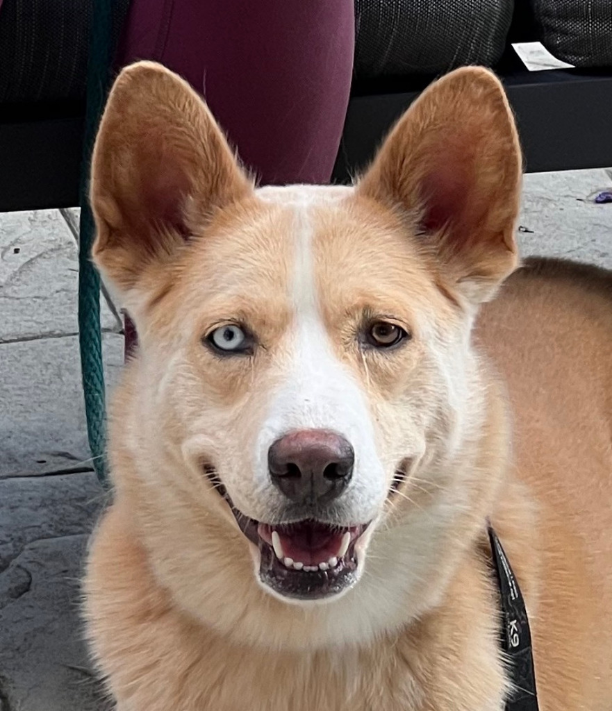 Jessie - Foster or Adopt Me!, an adoptable Husky, Shepherd in Lake Forest, CA, 92630 | Photo Image 5