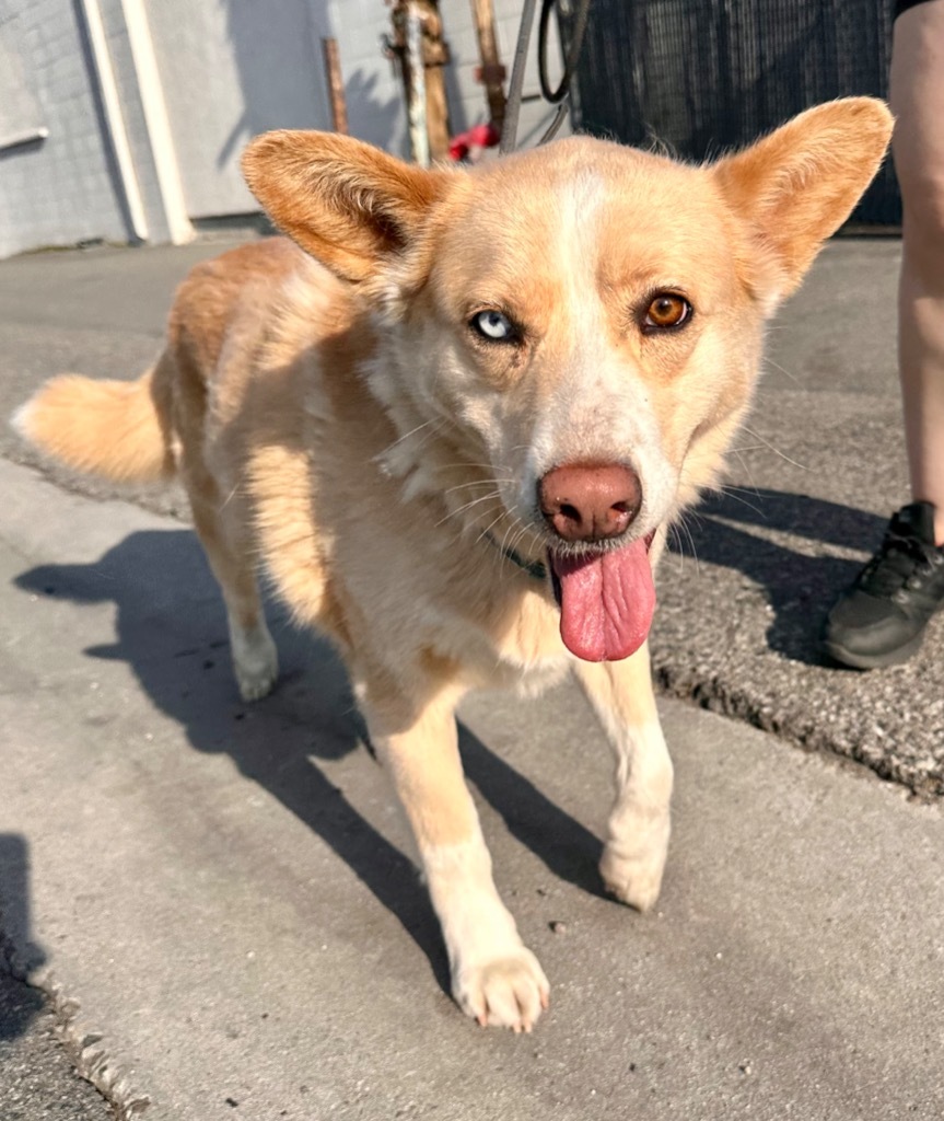 Jessie - Foster or Adopt Me!, an adoptable Husky, Shepherd in Anaheim, CA, 92801 | Photo Image 6