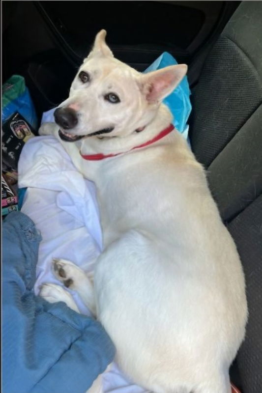 Snow White ("Snowy"), an adoptable Bull Terrier, Husky in Winston Salem, NC, 27104 | Photo Image 1