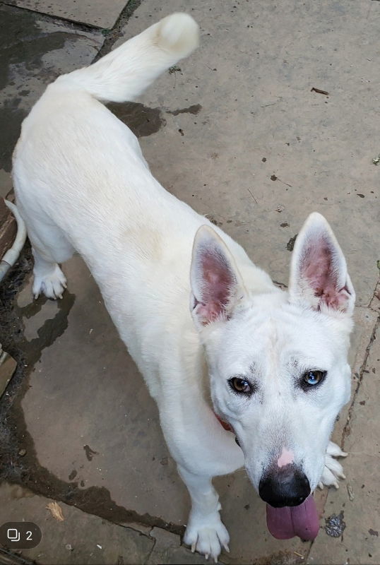 Snow White ("Snowy"), an adoptable Bull Terrier, Husky in Winston Salem, NC, 27104 | Photo Image 2