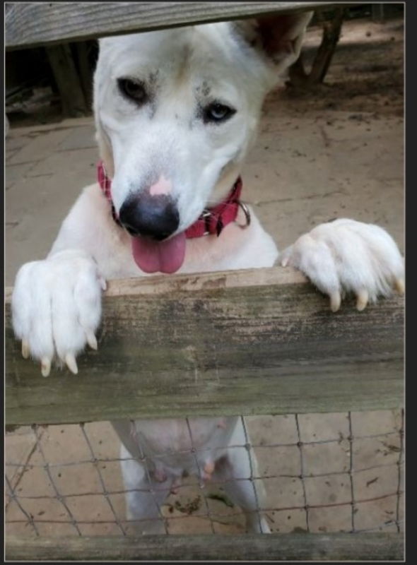 Snow White ("Snowy"), an adoptable Bull Terrier, Husky in Winston Salem, NC, 27104 | Photo Image 3