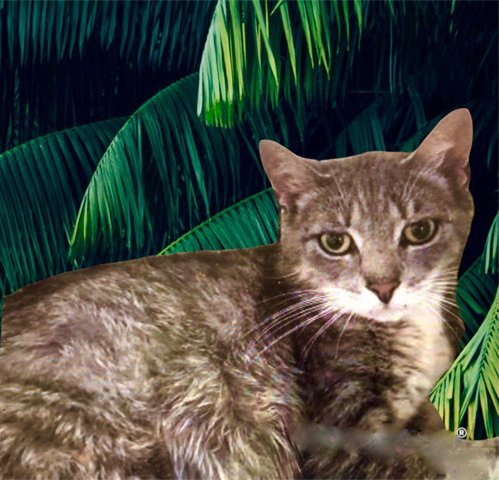 Ambrosia - BARN CAT
