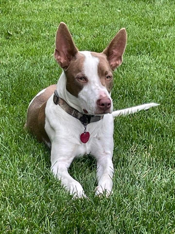 Dog for adoption Rocky, a Pit Bull Terrier in Minneapolis, MN Petfinder