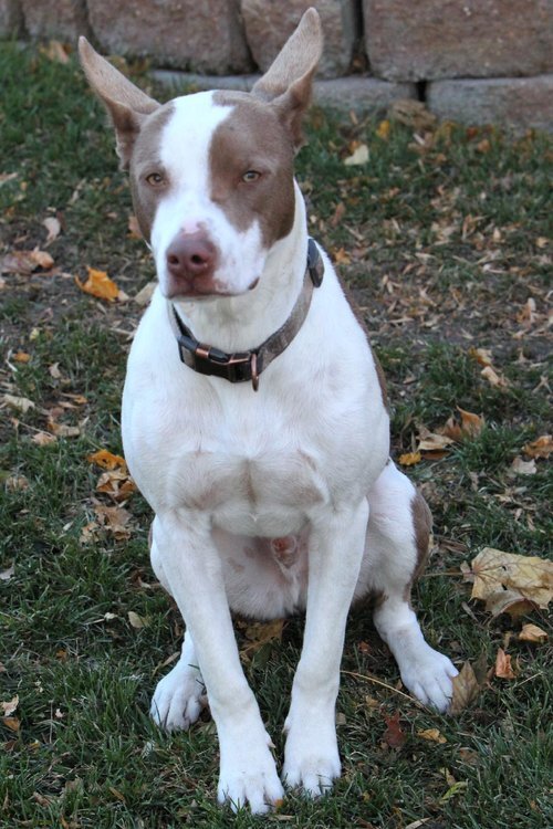 Rocky, an adoptable Pit Bull Terrier in Minneapolis, MN, 55430 | Photo Image 3