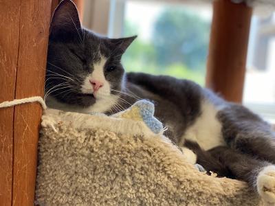 Lindsay, an adoptable American Shorthair in Bartlesville, OK, 74006 | Photo Image 1