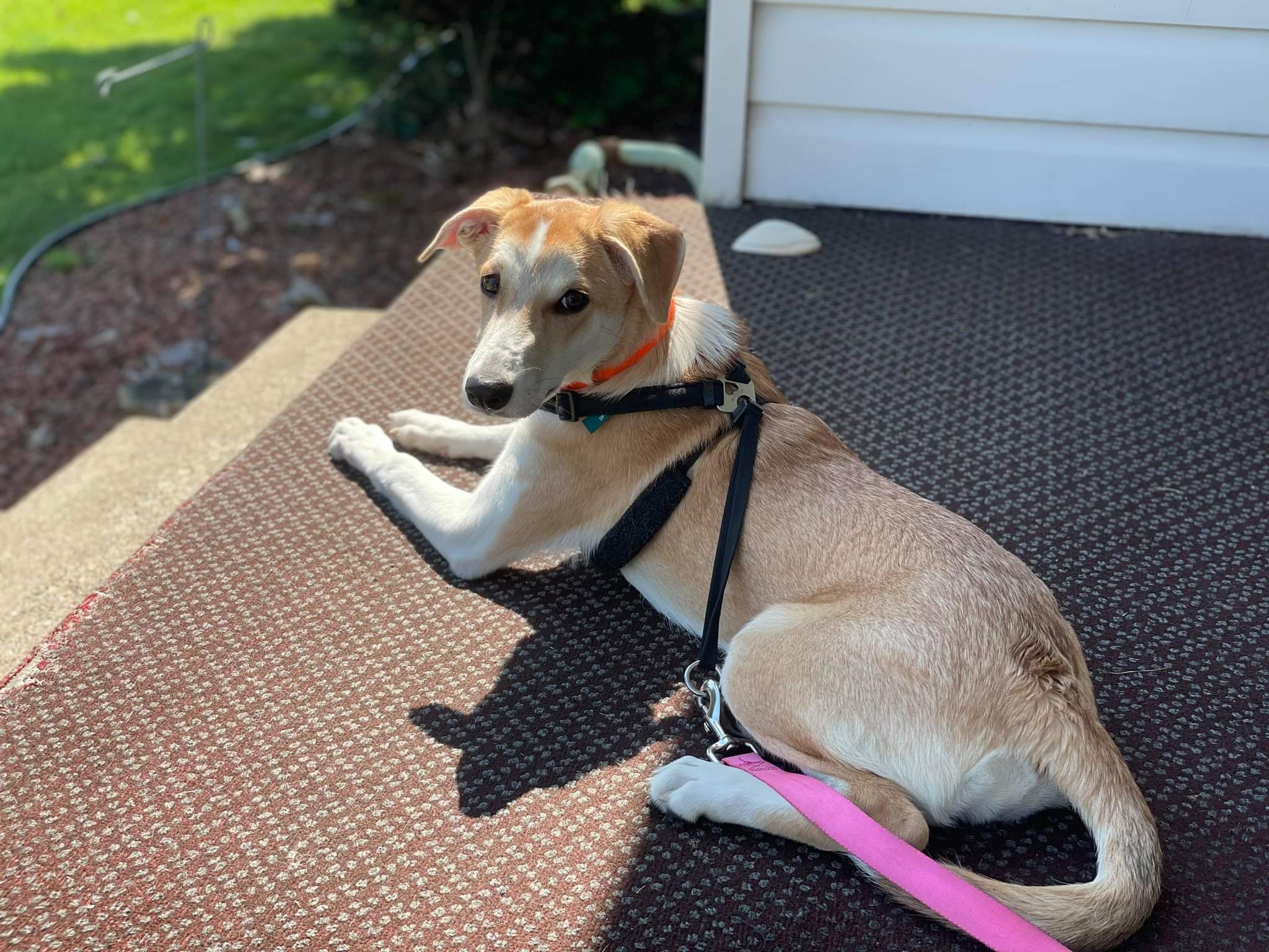 Dog for adoption - Charlene, a Collie Mix in New Kensington, PA | Petfinder