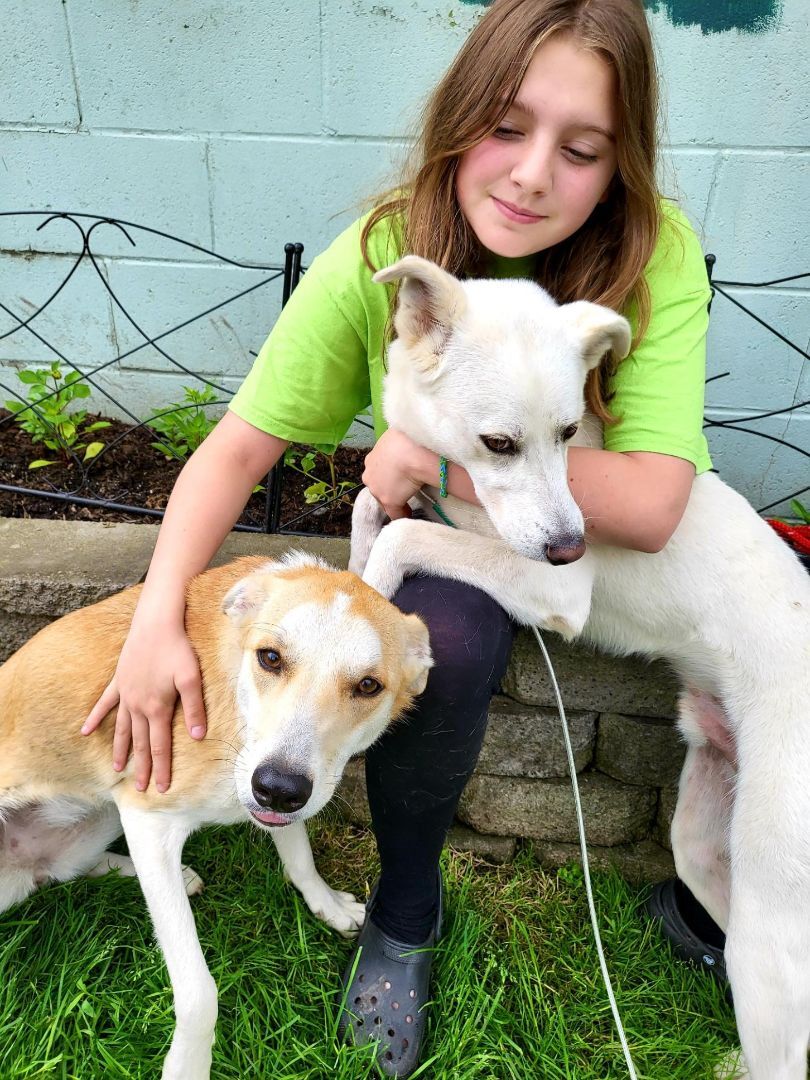 Charlene, an adoptable Collie in New Kensington, PA, 15068 | Photo Image 3