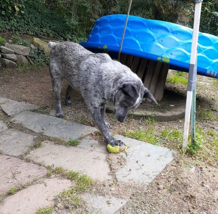 Tuck, an adoptable Australian Cattle Dog / Blue Heeler in Gloucester, MA_image-2