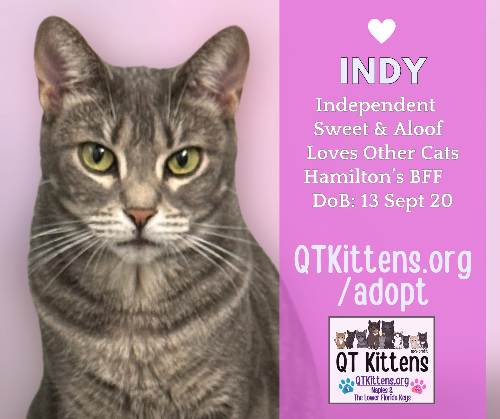 Indy, an adoptable Domestic Short Hair, Tabby in Naples, FL, 34114 | Photo Image 1