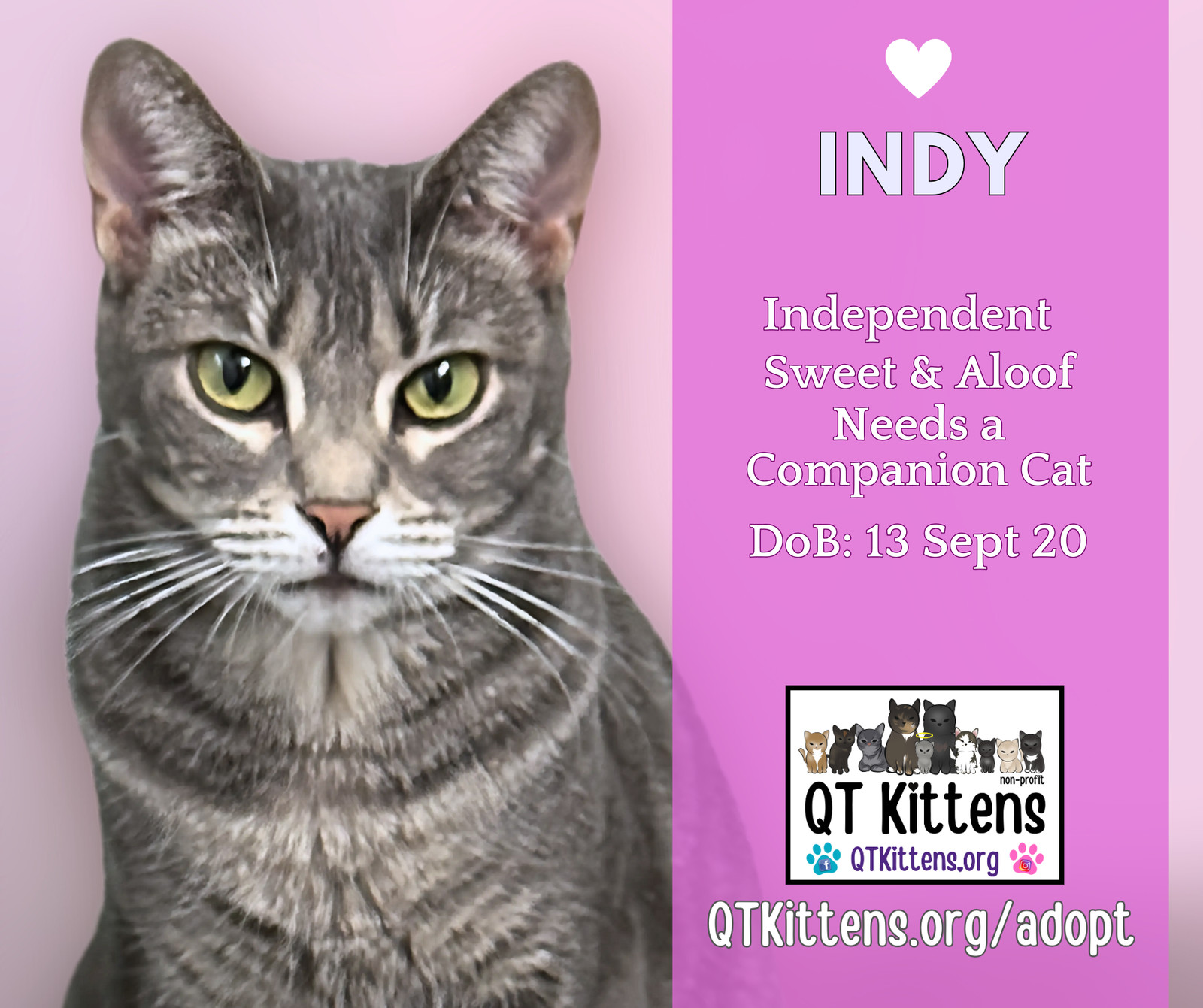 Indy, an adoptable Domestic Short Hair, Tabby in Naples, FL, 34114 | Photo Image 1
