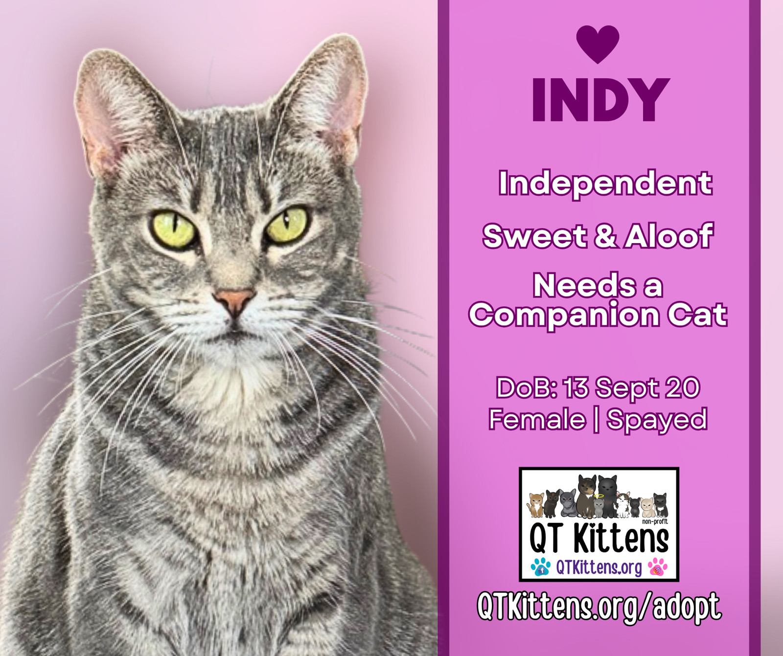 Indy, an adoptable Domestic Short Hair, Tabby in Naples, FL, 34114 | Photo Image 1