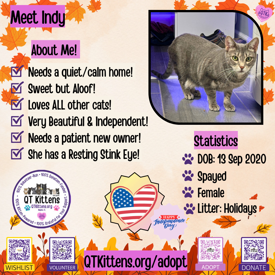 Indy, an adoptable Domestic Short Hair, Tabby in Naples, FL, 34114 | Photo Image 1