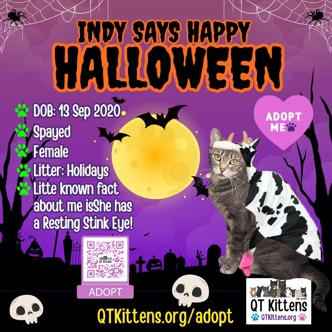 Indy, an adoptable Domestic Short Hair, Tabby in Naples, FL, 34114 | Photo Image 1