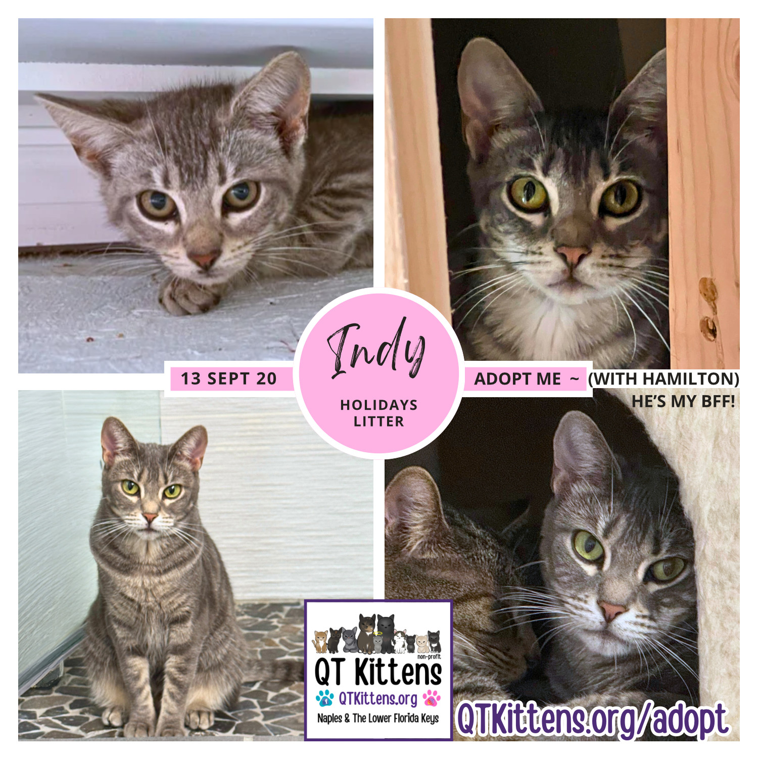 Indy, an adoptable Domestic Short Hair, Tabby in Naples, FL, 34114 | Photo Image 2