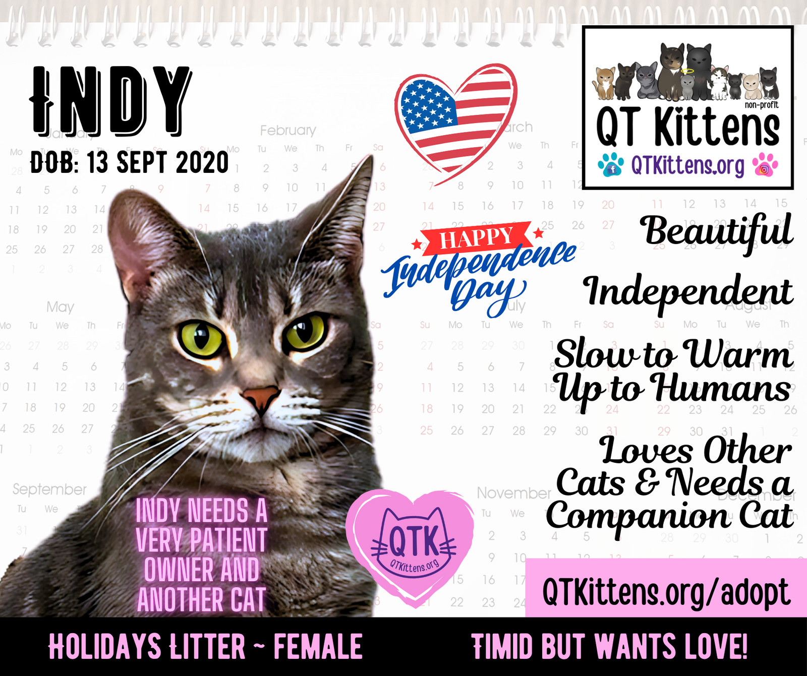Indy, an adoptable Domestic Short Hair, Tabby in Naples, FL, 34114 | Photo Image 2