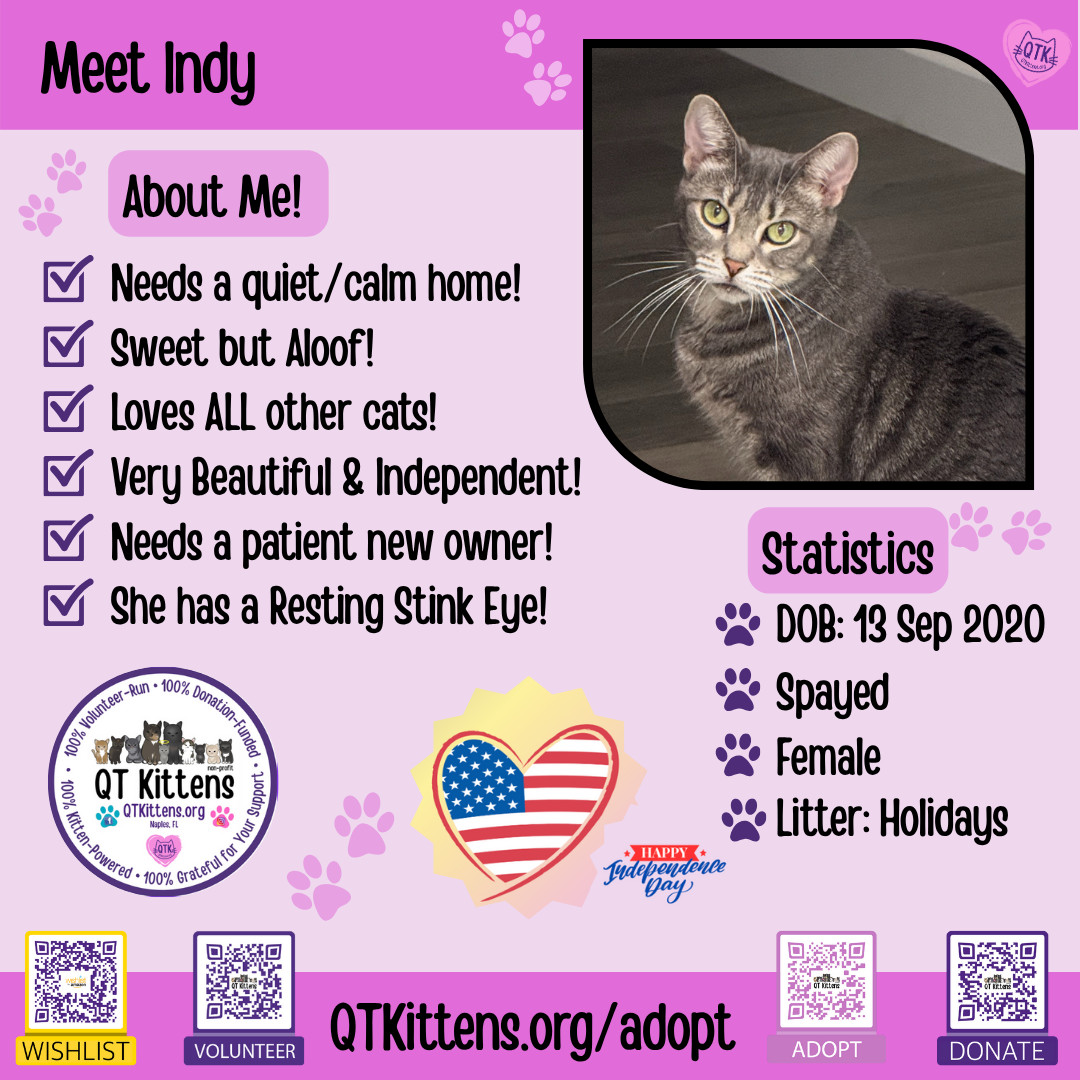 Indy, an adoptable Domestic Short Hair, Tabby in Naples, FL, 34114 | Photo Image 2