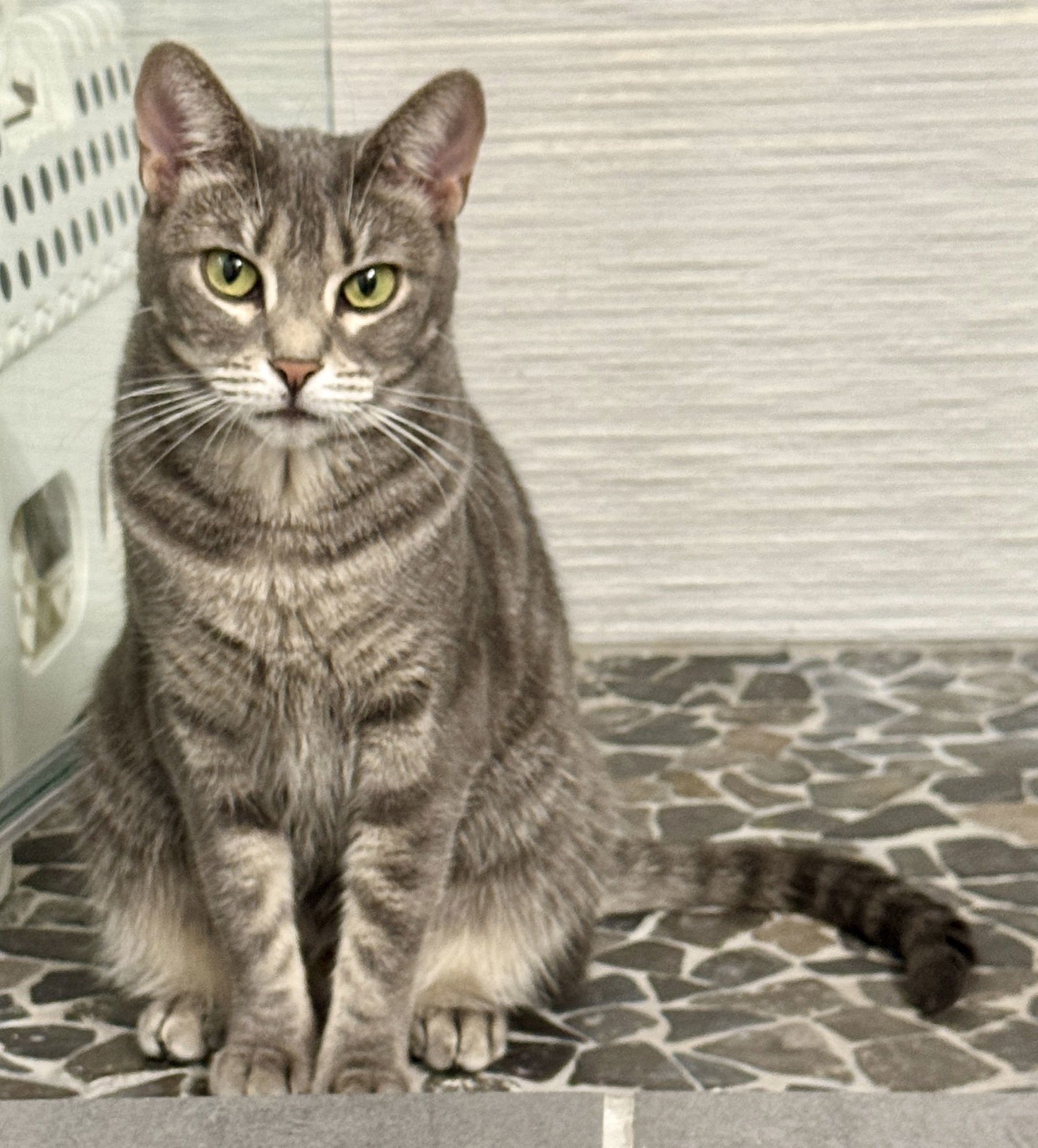 Indy, an adoptable Domestic Short Hair, Tabby in Naples, FL, 34114 | Photo Image 3