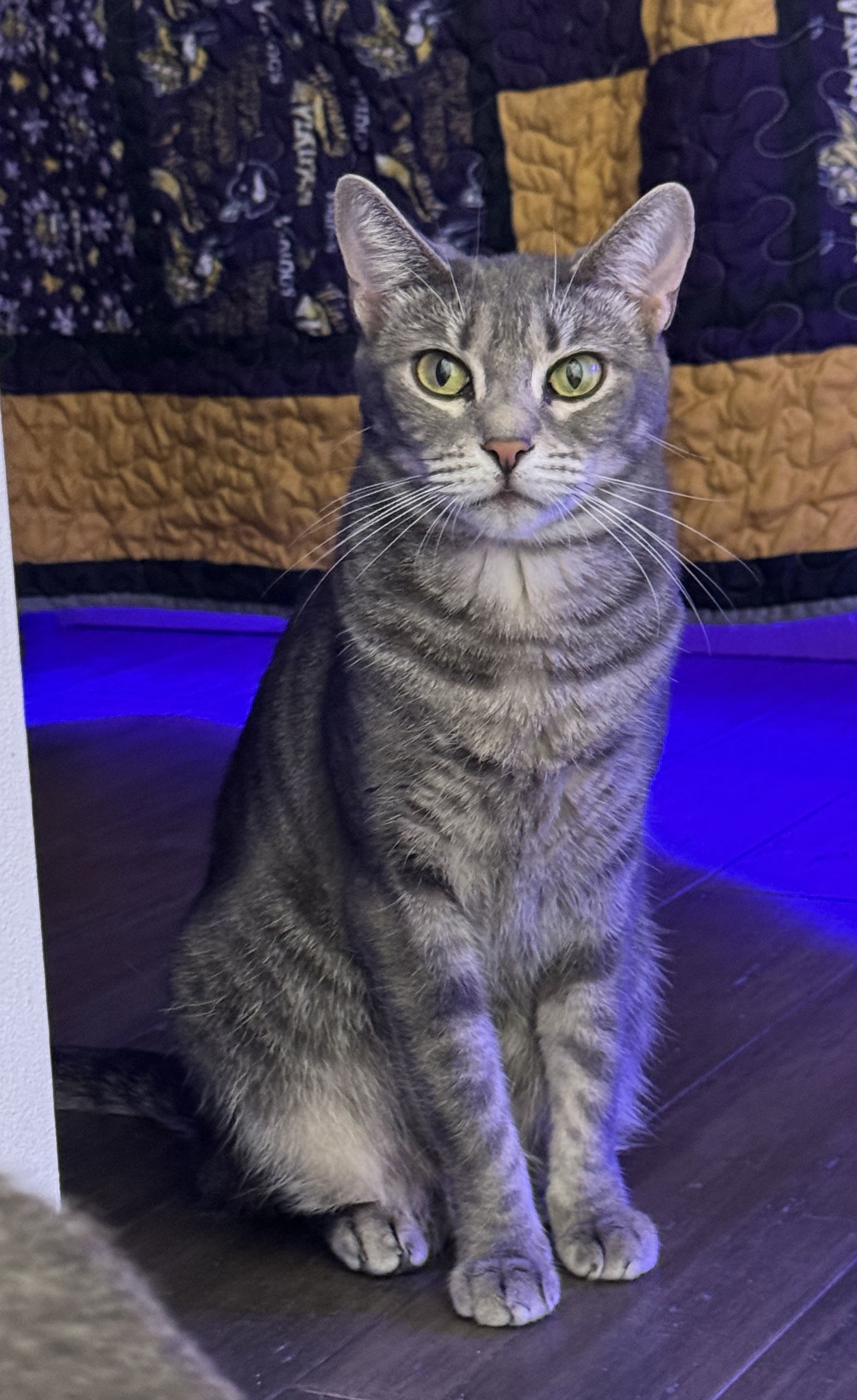 Indy, an adoptable Domestic Short Hair, Tabby in Naples, FL, 34114 | Photo Image 3