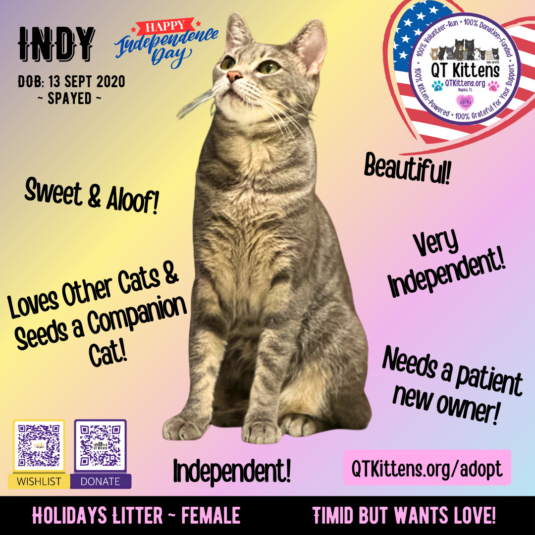 Indy, an adoptable Domestic Short Hair, Tabby in Naples, FL, 34114 | Photo Image 3
