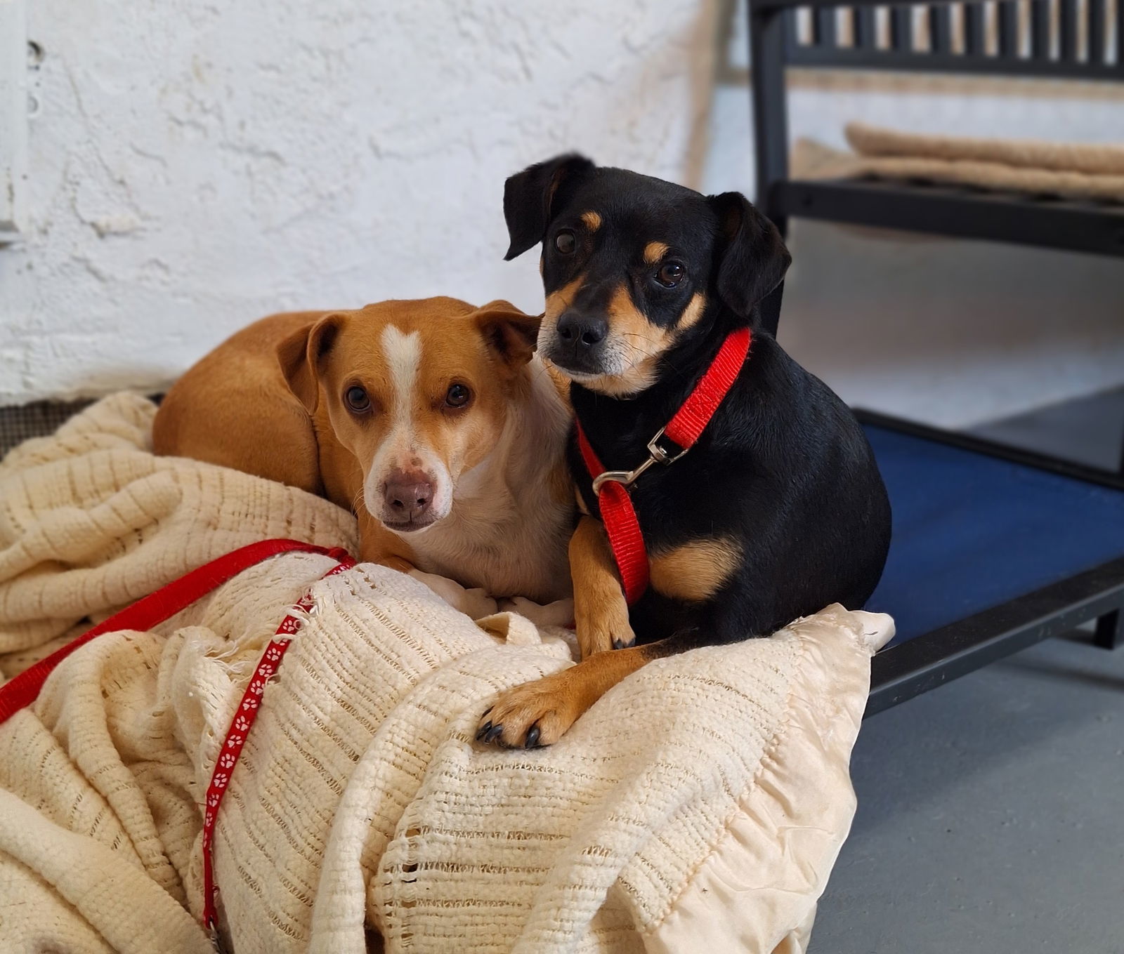 Twister, an adoptable Chihuahua, Dachshund in Chico, CA, 95973 | Photo Image 1