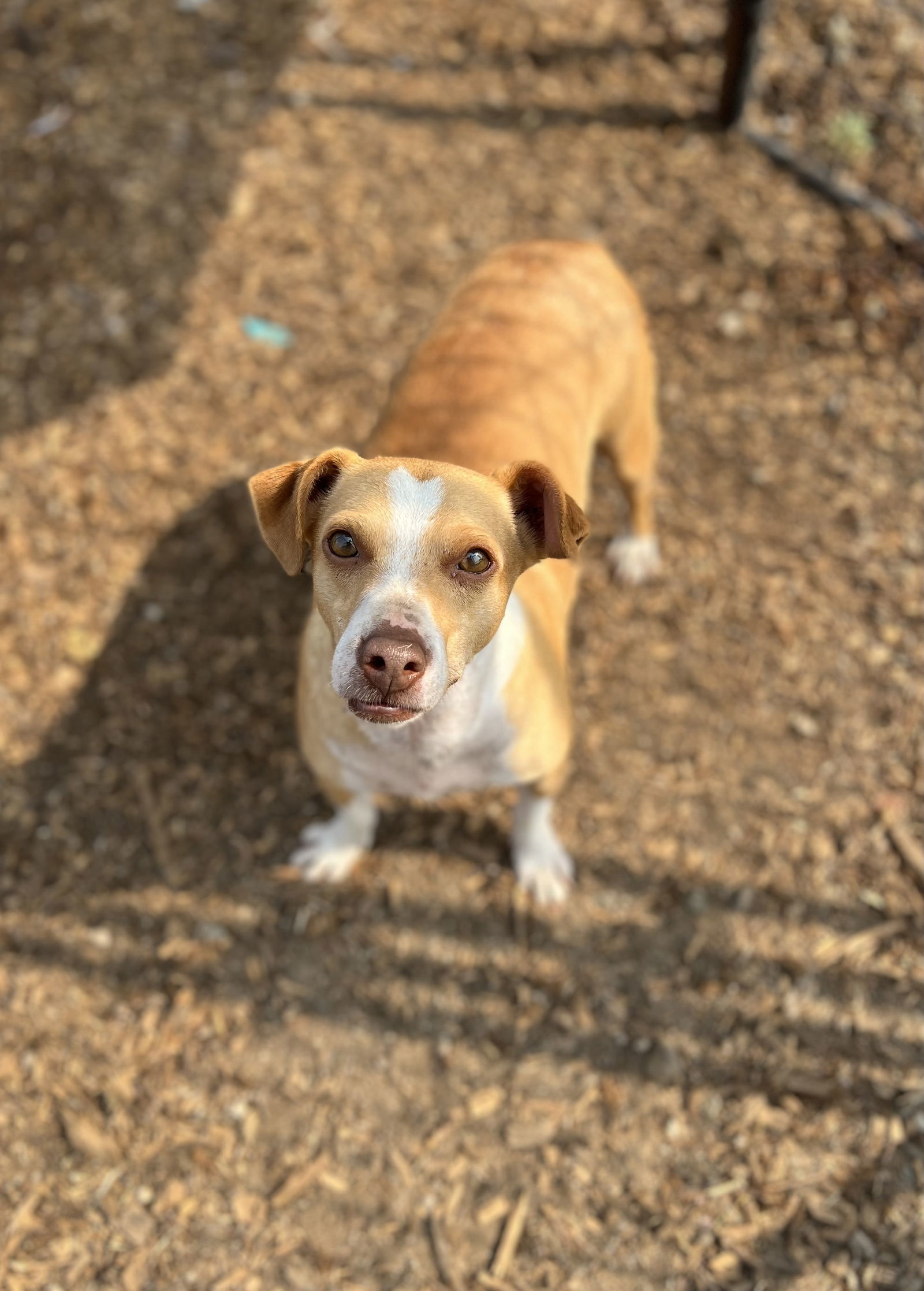 Twister, an adoptable Chihuahua, Dachshund in Chico, CA, 95973 | Photo Image 3