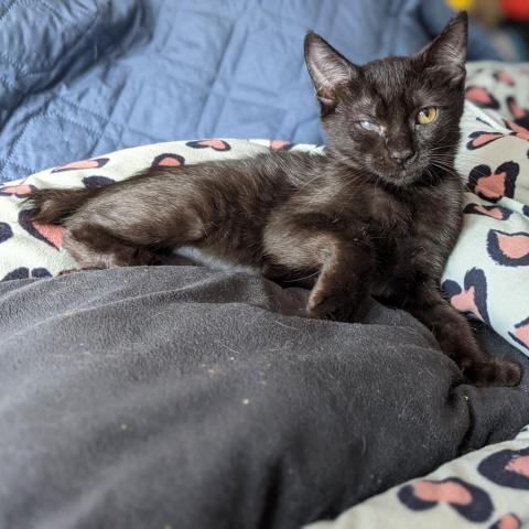 Boingggg!, an adoptable Domestic Short Hair in Camarillo, CA, 93010 | Photo Image 1