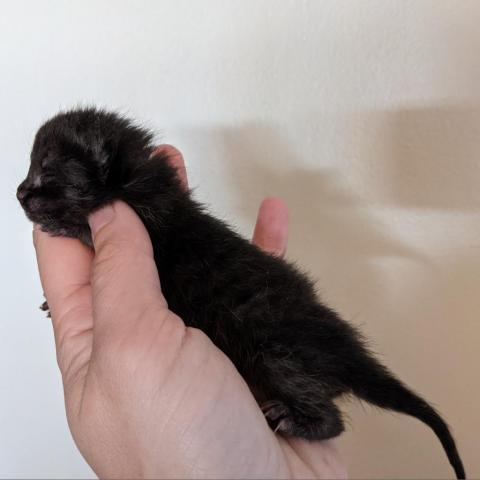 Boingggg!, an adoptable Domestic Short Hair in Camarillo, CA, 93010 | Photo Image 2