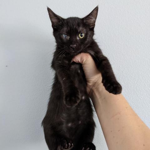 Boingggg!, an adoptable Domestic Short Hair in Camarillo, CA, 93010 | Photo Image 3