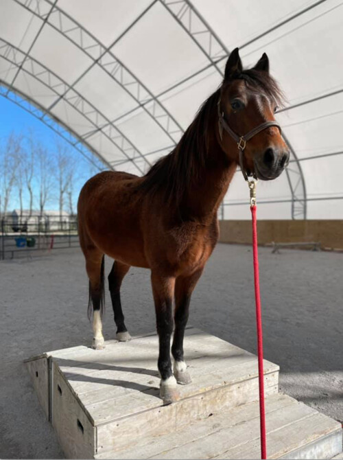 Mouse, an adoptable Pony in Nicholasville, KY_image-4