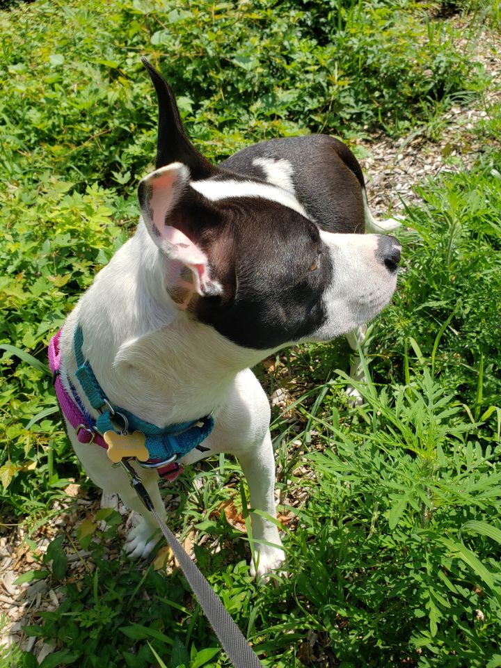 Dog for adoption Audrey, a Boston Terrier & Terrier Mix