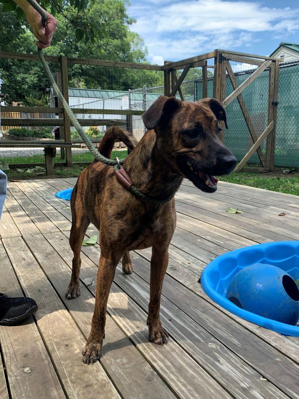 Just Dogs Hanover Humane Society Adoption Education Prevention