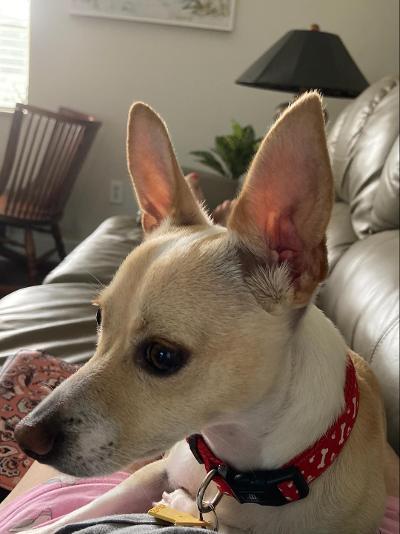 Jake, an adoptable Chihuahua in Bradenton, FL, 34208 | Photo Image 2