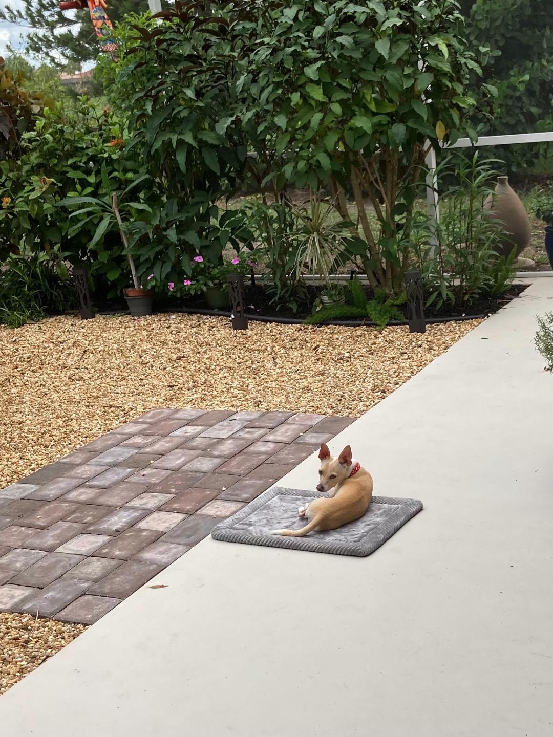 Jake, an adoptable Chihuahua in Bradenton, FL, 34208 | Photo Image 3