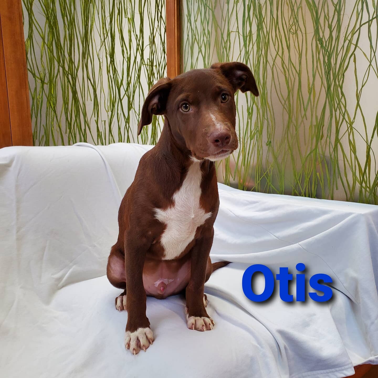 Otis detail page